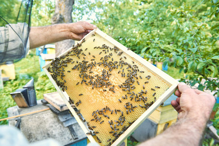 apiculture en action